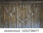 Skulls of animal heads mounted to the wooden wall as a trophy or decoration