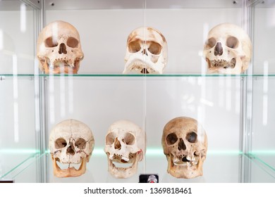 Skulls human anatomy . part of human body on light background. medical science museum