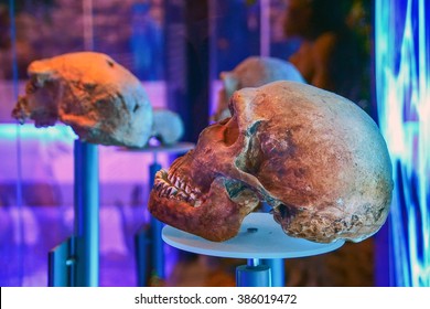 Skulls from the museum in Sterkfontein, South Africa - Shutterstock ID 386019472