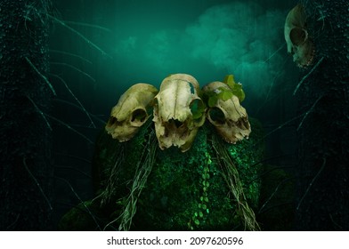 Skulls On Mossy Rock In Mysterious Forest With Blue Smoke. One Skull Hang On The Tree. Pagan Druid Wiccan Worship Ritual 