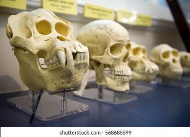Skulls in a raw showing humans evolution. Human evolution is the evolutionary process that led to the emergence of anatomically modern humans. Charles Darwin applied the theory of evolution.
