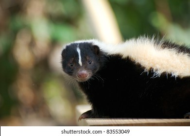 Skunk