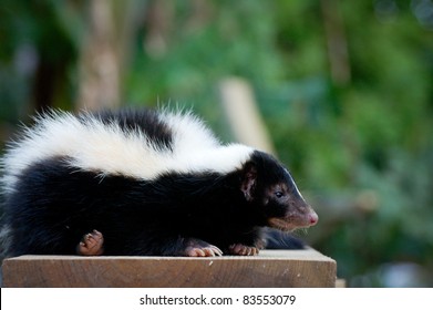 Skunk