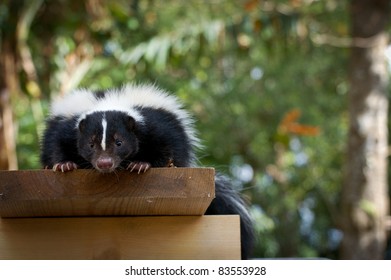 Skunk
