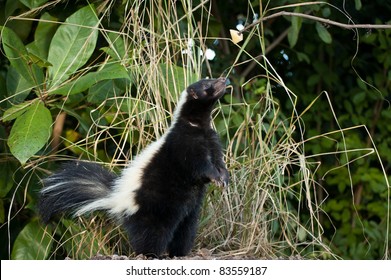 Skunk