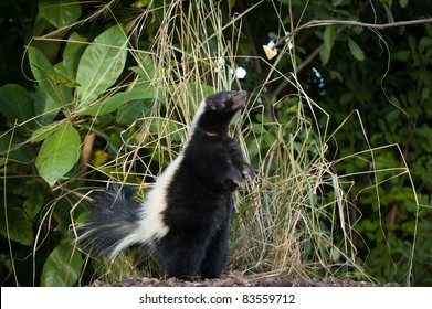 Skunk