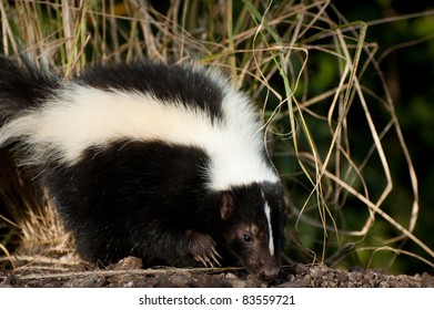 Skunk
