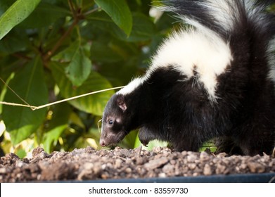 Skunk