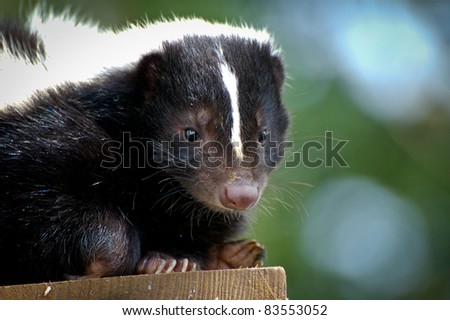 Skunk