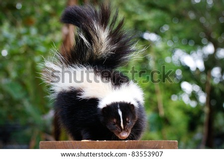 Skunk