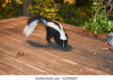 Skunk in Backyard Patio