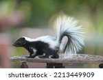 A skunk, black feathers and white stripes running from the body to the tail, walk on a wooden table.