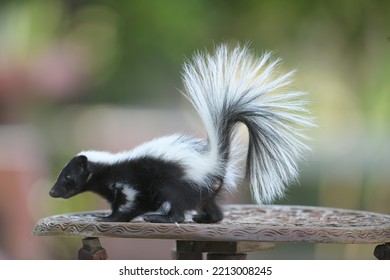 Un zorrillo, plumas negras y rayas blancas que van del cuerpo a la cola, camina sobre una mesa de madera.