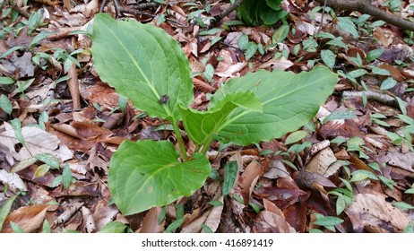 skunk cabbage