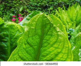 Skunk Cabbage