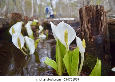 Skunk Cabbage