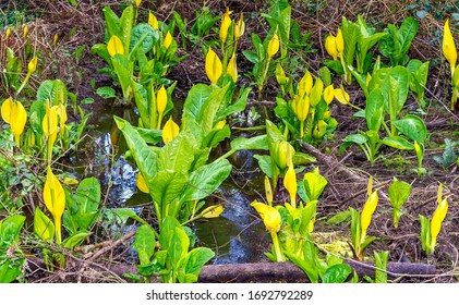 Skunk Cabbage Is A Beautiful Spring Perennial Known For Its Vibrant Color And Stinky Smell - It Grows In Wet Parts Of Forest Land In The Pacific Northwest Of North America 