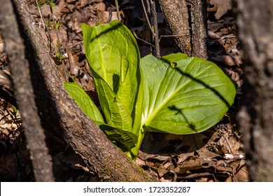 Skunk Cabbage Sprouts Into The Spring Sun Light Along The Ice Age Trail In Southern Wisconsin