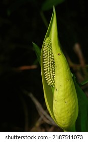 Skunk Cabbage ( Symplocarpus Foetidus ) Is A Flowering Perennial Plant With A Foul Odor, Florence, Pacific Coast In Oregon