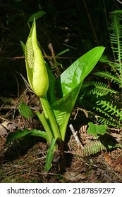 Skunk Cabbage ( Symplocarpus Foetidus ) Is A Flowering Perennial Plant With A Foul Odor, Florence, Pacific Coast In Oregon