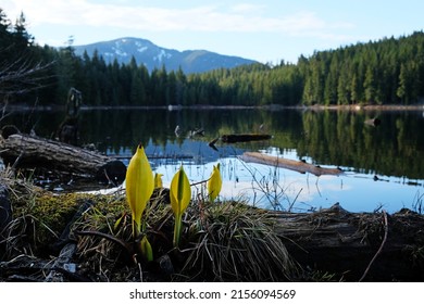 Skunk cabbages bloom on the lake shore of Lost Lake, BC, Canada. Calm mountain lake view with flowers and pine tree reflecting in the water.