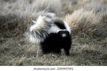 skunk in defensive position watching at the camera