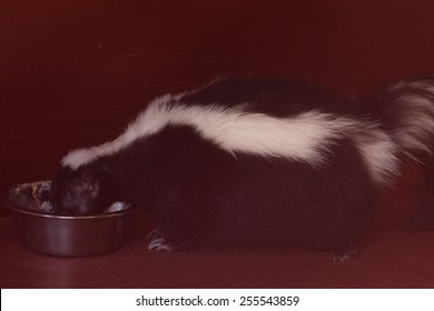 Skunk Eating