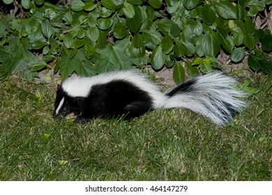 Skunk Eating