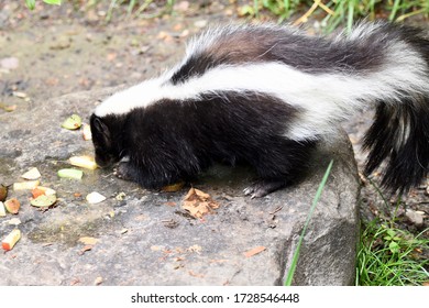 Skunk Eating Food In A Zoo