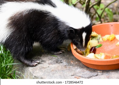 Skunk Eating Food In A Zoo