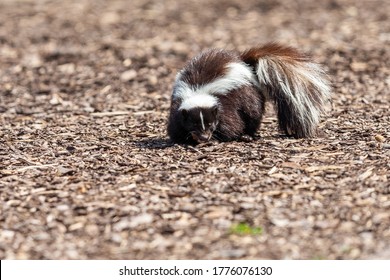 Skunk Eating In The Garden