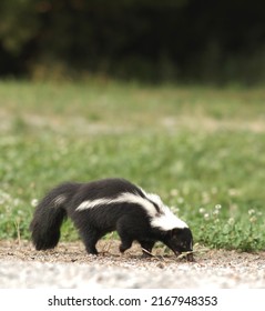 Skunk Eating In The Grass.