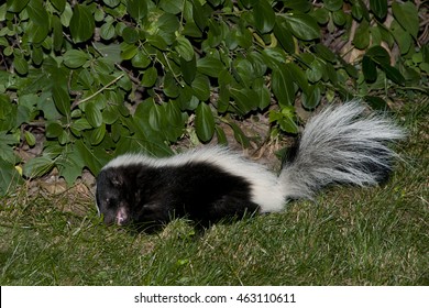 Skunk Eating Meat