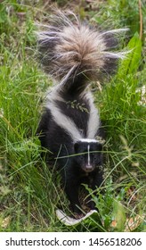 Skunk Eating Watermelon Rinds In The Grass