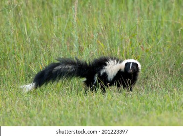 Skunk In Grass