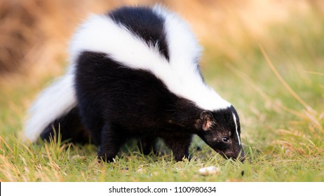 Skunk in Grass, Warm Colors. Striped Skunk portrait
