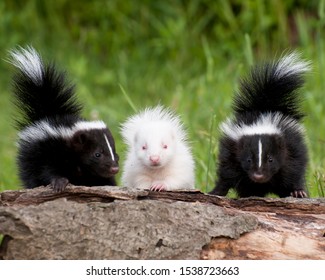 Skunk Kits sitting on log. Note Albino. Controlled conditions.Photographed in Pine County Minnesota.
