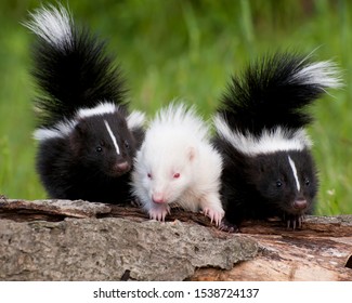 Skunk Kits Sitting On Log Note Stock Photo 1538724137 | Shutterstock