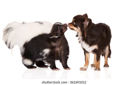 Skunk Meets A Chihuahua Dog