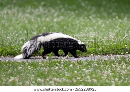 Skunk Mephitis macroura blending in with his surroundings
