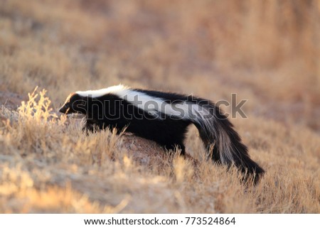 Skunk (Mephitis mephitis) New Mexico