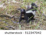 Skunk (Mephitis mephitis) in spring