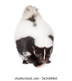 Skunk On White Background