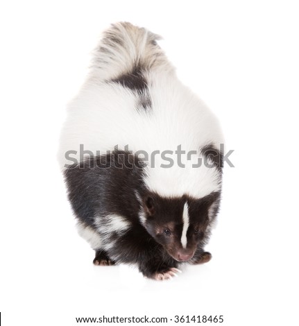 skunk on white background