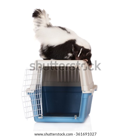Skunk posing on a crate