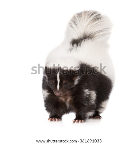 Skunk posing on white