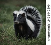 The skunk is a small to medium-sized mammal known for its distinctive black and white fur and its potent defensive spray. Native to the Americas, skunks have a characteristic bushy tail and a stripe p