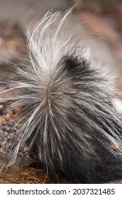 Skunk Tail Fur From The Backside