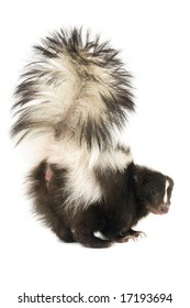 Skunk With Tail Raised Upward Isolated On A White Background