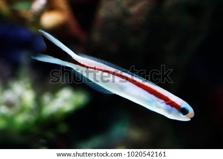 Skunk Tilefish; Hoplolatilus marcosi